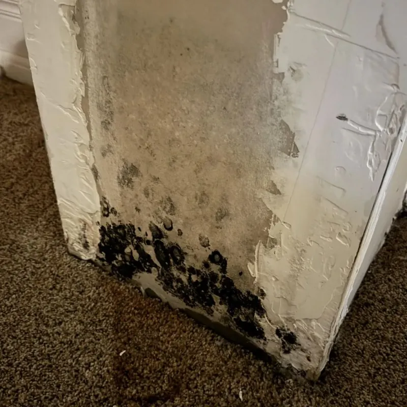 Professional Mold Removal in Rocksprings, TX